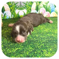 Linus ... AKC, a male Miniature Dachshund for sale in Smithville, TN – Photo 7 of 10