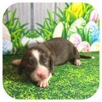 Linus ... AKC, a male Miniature Dachshund for sale in Smithville, TN – Photo 5 of 10