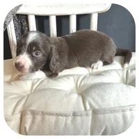Linus ... AKC, a male Miniature Dachshund for sale in Smithville, TN – 2 of 9