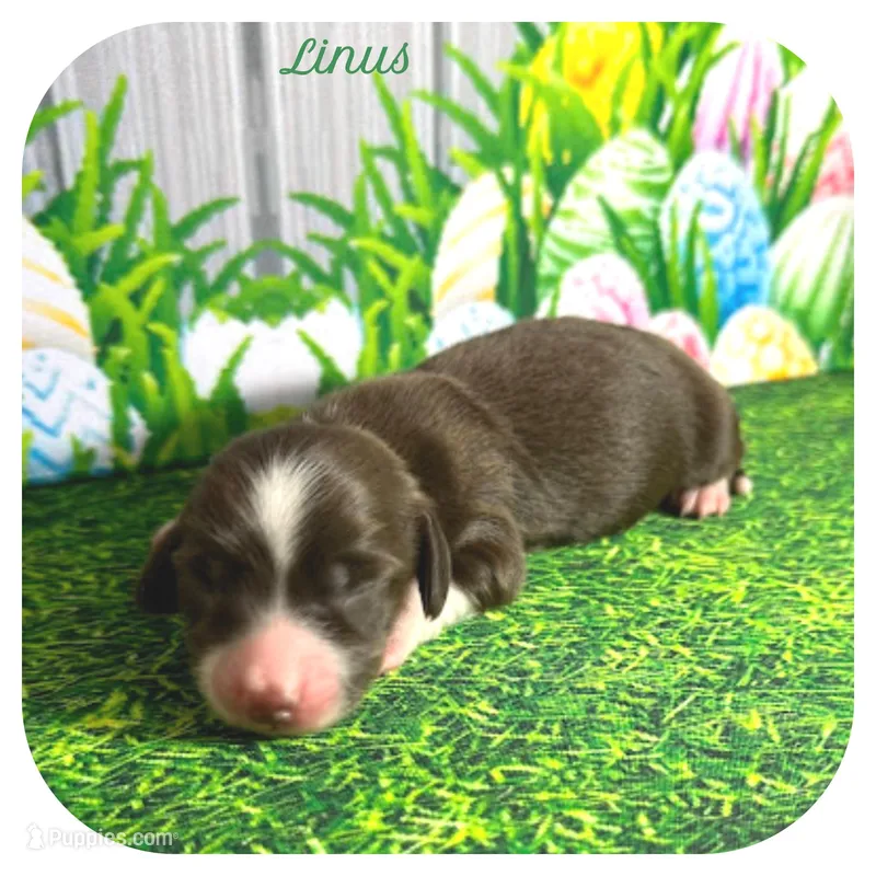 Linus ... AKC – Miniature Dachshund puppy for sale in Smithville, TN