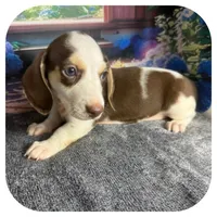 Luigi ... AKC, a male Miniature Dachshund for sale in Smithville, TN – 7 of 10
