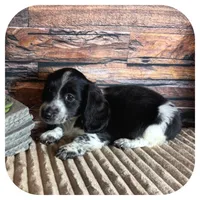 Merlin ... AKC, a male Miniature Dachshund for sale in Smithville, TN – 6 of 9