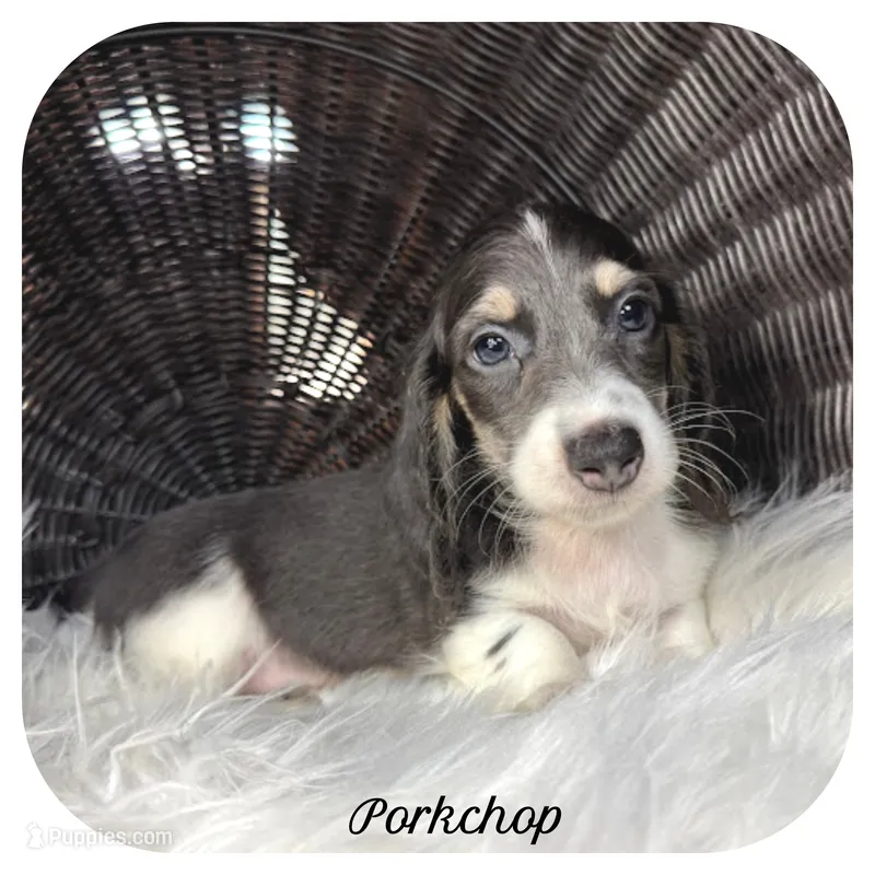 Porkchop ... AKC Pet – Miniature Dachshund puppy on hold in Smithville, TN