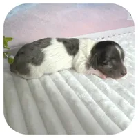 Pudge ... AKC, a male Miniature Dachshund for sale in Smithville, TN – 2 of 8