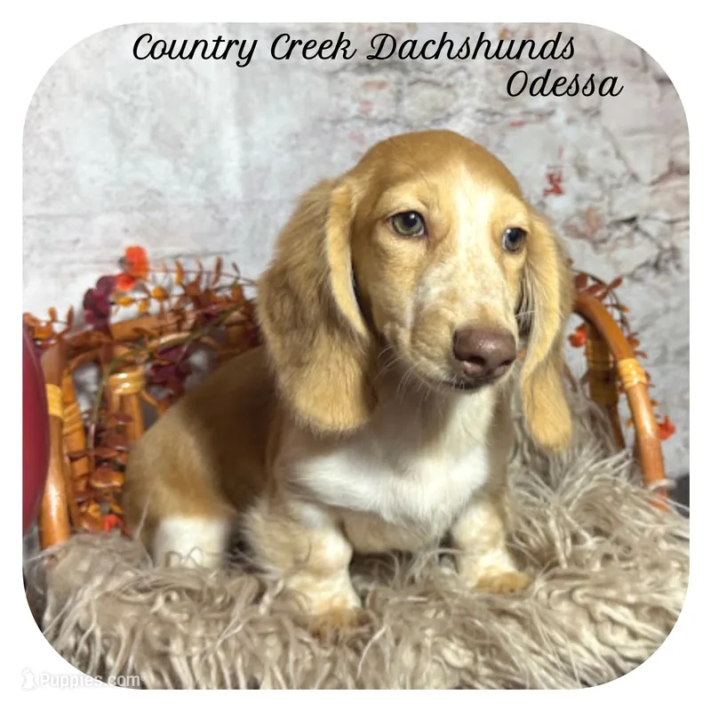 Odessa ... AKC – Miniature Dachshund puppy for sale in Smithville, TN