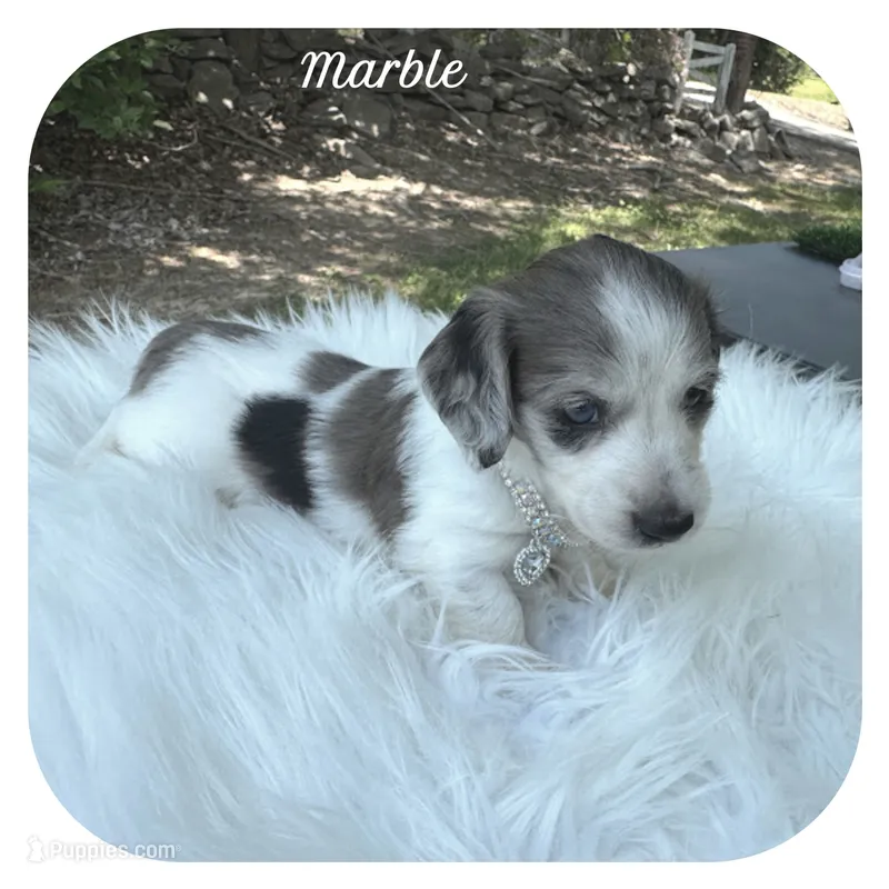 Marble ... AKC – Miniature Dachshund puppy on hold in Smithville, TN
