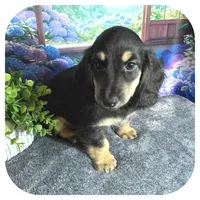 Jetta ... AKC, a female Miniature Dachshund for sale in Smithville, TN – 4 of 8