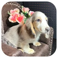 Rooster ... AKC, a male Miniature Dachshund for sale in Smithville, TN – 7 of 10