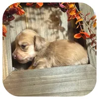Scottie ... AKC, a male Miniature Dachshund for sale in Smithville, TN – 5 of 10