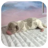 Puddles ... AKC, a female Miniature Dachshund for sale in Smithville, TN – 7 of 9