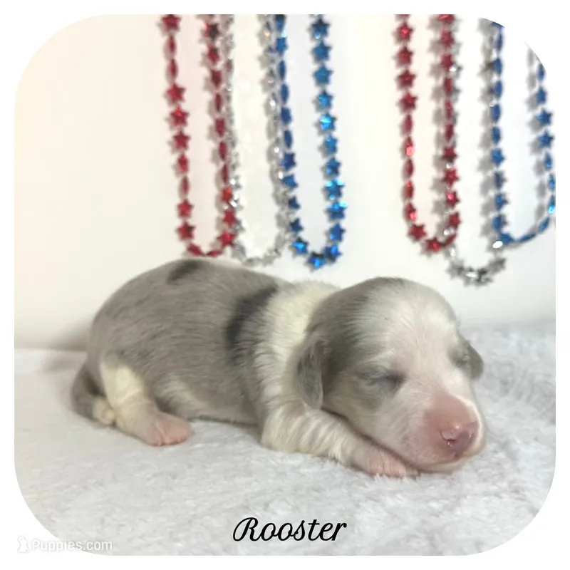 Rooster ... AKC – Miniature Dachshund puppy for sale in Smithville, TN