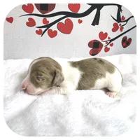 Icon ... AKC, a male Miniature Dachshund for sale in Smithville, TN – Photo 4 of 9