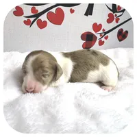 Icon ... AKC, a male Miniature Dachshund for sale in Smithville, TN – Photo 2 of 9