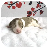 Icon ... AKC, a male Miniature Dachshund for sale in Smithville, TN – Photo 3 of 9