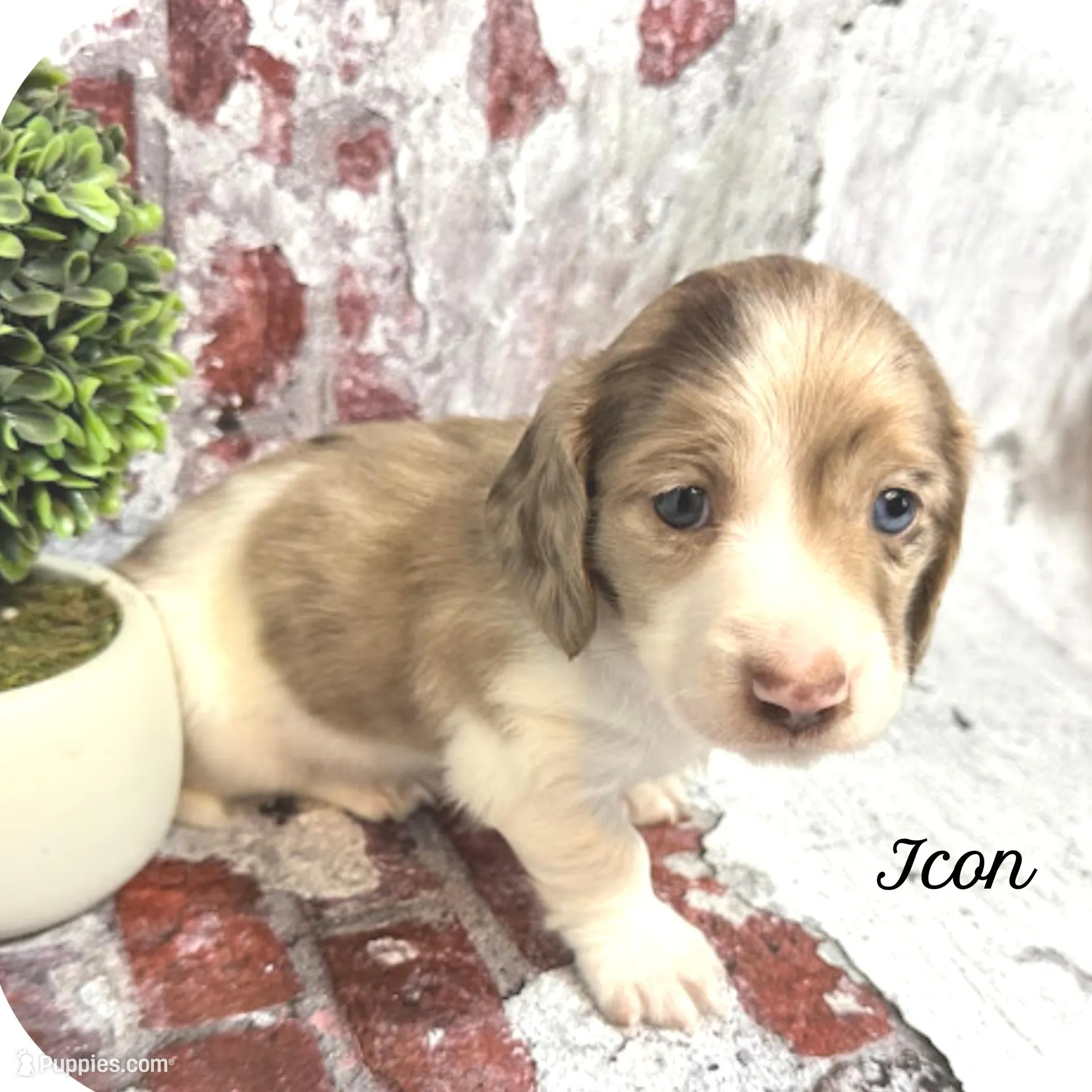 Icon ... AKC