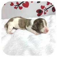 Icon ... AKC, a male Miniature Dachshund for sale in Smithville, TN – Photo 6 of 9