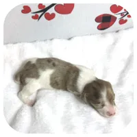 Icon ... AKC, a male Miniature Dachshund for sale in Smithville, TN – Photo 7 of 9