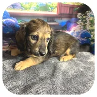 Kimba ... AKC, a female Miniature Dachshund for sale in Smithville, TN – 4 of 10
