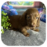 Lolli ... AKC, a female Miniature Dachshund for sale in Smithville, TN – 6 of 10