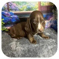 Loki ... AKC, a male Miniature Dachshund for sale in Smithville, TN – 5 of 10