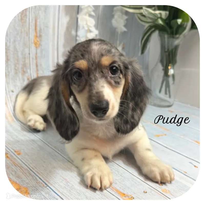 Pudge ... AKC – Miniature Dachshund puppy for sale in Smithville, TN