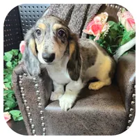 Pudge ... AKC, a male Miniature Dachshund for sale in Smithville, TN – 2 of 10
