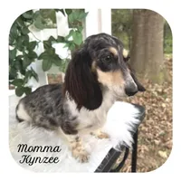 Puddles ... AKC, a female Miniature Dachshund for sale in Smithville, TN – 10 of 10