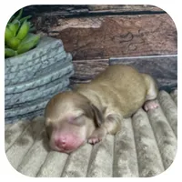 Olla ... AKC, a female Miniature Dachshund for sale in Smithville, TN – 5 of 8