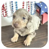 Perla ... AKC, a female Miniature Dachshund for sale in Smithville, TN – 2 of 7