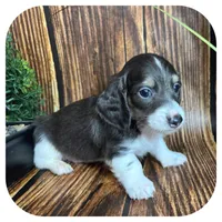 Porkchop ... AKC Pet, a male Miniature Dachshund for sale in Smithville, TN – 6 of 8