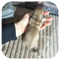 Otis ... AKC, a male Miniature Dachshund for sale in Smithville, TN – 5 of 8