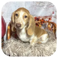 Odessa ... AKC, a female Miniature Dachshund for sale in Smithville, TN – 2 of 10