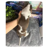 Luigi ... AKC, a male Miniature Dachshund for sale in Smithville, TN – 6 of 10