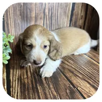 Odessa ... AKC, a female Miniature Dachshund for sale in Smithville, TN – 5 of 8