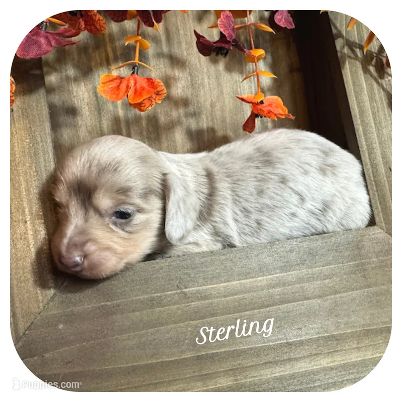 Sterling ... AKC – Miniature Dachshund puppy for sale in Smithville, TN