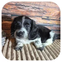 Merlin ... AKC, a male Miniature Dachshund for sale in Smithville, TN – 2 of 9