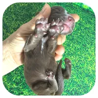 Loki ... AKC, a male Miniature Dachshund for sale in Smithville, TN – Photo 7 of 9