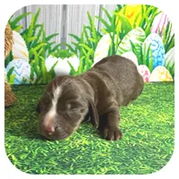 Loki ... AKC, a male Miniature Dachshund for sale in Smithville, TN – Photo 6 of 9