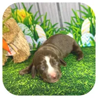 Loki ... AKC, a male Miniature Dachshund for sale in Smithville, TN – Photo 4 of 9