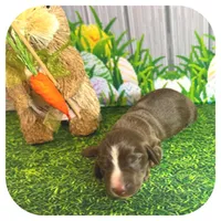 Loki ... AKC, a male Miniature Dachshund for sale in Smithville, TN – Photo 2 of 9