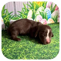 Loki ... AKC, a male Miniature Dachshund for sale in Smithville, TN – Photo 3 of 9