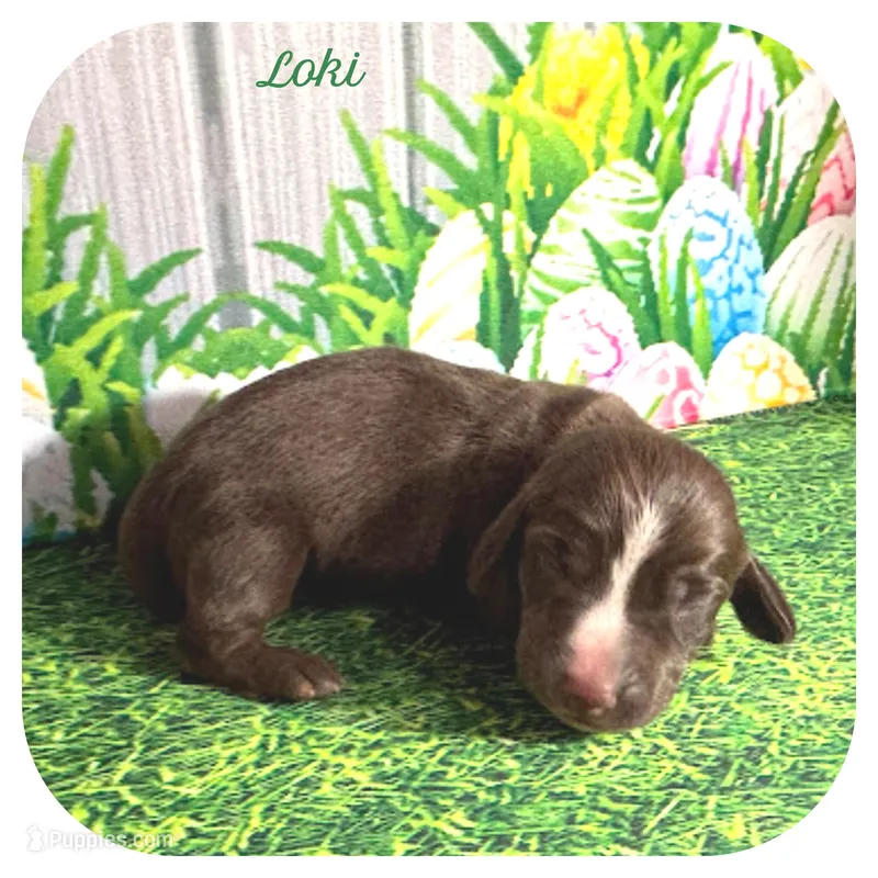 Loki ... AKC – Miniature Dachshund puppy for sale in Smithville, TN