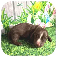 Loki ... AKC, a male Miniature Dachshund for sale in Smithville, TN – Photo 1 of 9