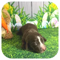 Loki ... AKC, a male Miniature Dachshund for sale in Smithville, TN – Photo 5 of 9