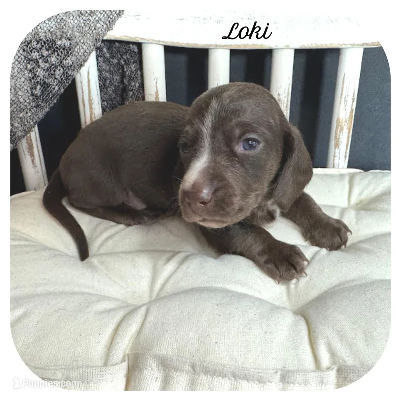 Loki ... AKC – Miniature Dachshund puppy for sale in Smithville, TN