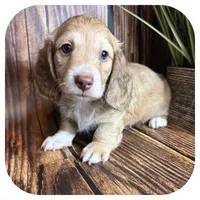 Otis ... AKC, a male Miniature Dachshund for sale in Smithville, TN – 2 of 8