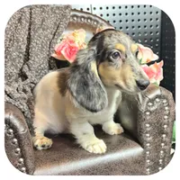 Pudge ... AKC, a male Miniature Dachshund for sale in Smithville, TN – 5 of 10
