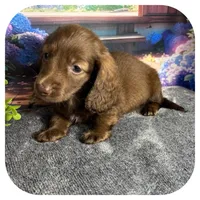 Lolli ... AKC, a female Miniature Dachshund for sale in Smithville, TN – 4 of 10