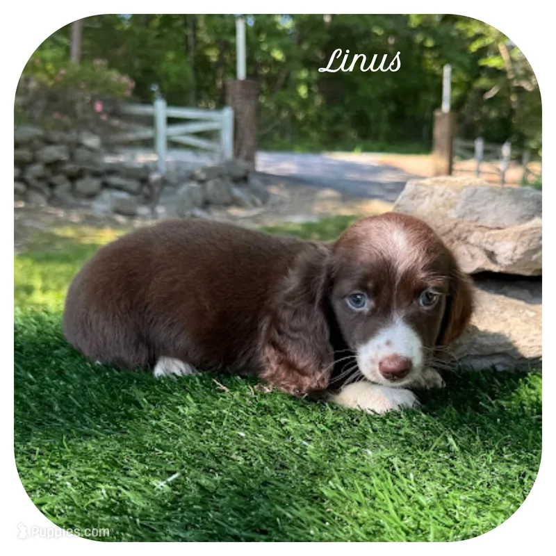 Linus ... AKC – Miniature Dachshund puppy for sale in Smithville, TN
