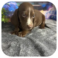 Loki ... AKC, a male Miniature Dachshund for sale in Smithville, TN – 7 of 10
